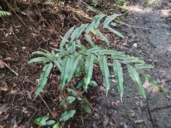 Coniogramme intermedia