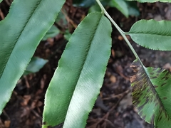 Coniogramme intermedia