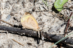 Eurema herla