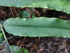 Coniogramme intermedia