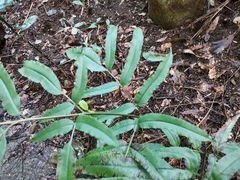 Coniogramme intermedia