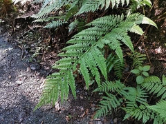 Arachniodes standishii