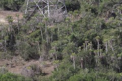 Euphorbia grandidens