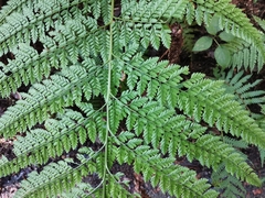 Arachniodes standishii