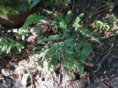 Arachniodes rhomboidea