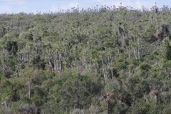 Euphorbia grandidens