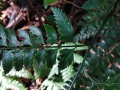 Arachniodes rhomboidea