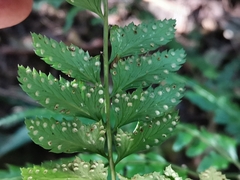 Arachniodes rhomboidea