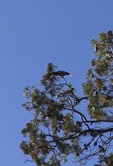 Ptilotula penicillata