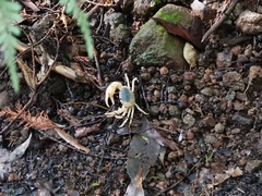 Geothelphusa dehaani