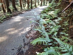 Arachniodes chinensis