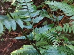 Arachniodes chinensis