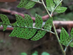 Arachniodes chinensis
