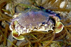 Matuta victor