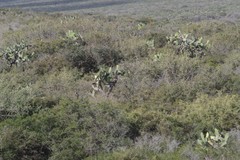 Opuntia ficus-indica