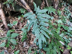 Arachniodes rhomboidea