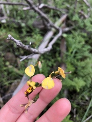 Diuris pardina
