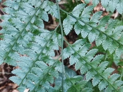 Arachniodes rhomboidea