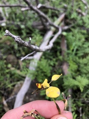 Diuris pardina