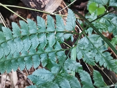 Arachniodes rhomboidea