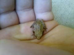 Pseudacris hypochondriaca