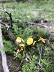 Diuris pardina