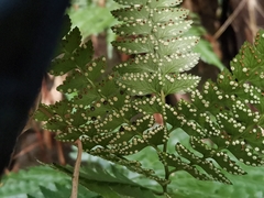 Arachniodes rhomboidea