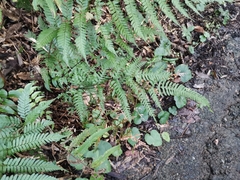 Pteris dispar