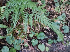 Pteris dispar