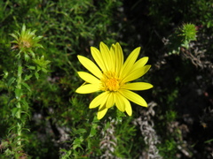 Cullumia setosa setosa