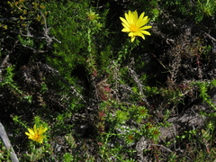 Cullumia setosa setosa