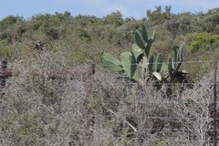 Opuntia ficus-indica