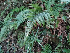 Arachniodes chinensis