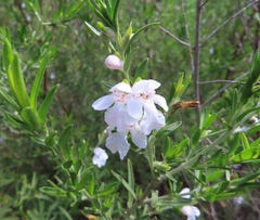 Prostanthera behriana