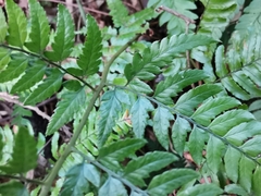 Arachniodes chinensis