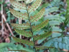 Arachniodes chinensis