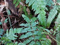 Arachniodes chinensis