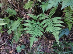Athyrium wardii