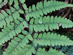 Athyrium wardii