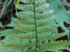 Athyrium wardii