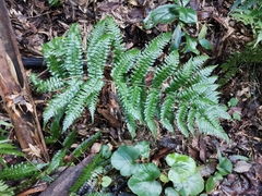 Dryopteris erythrosora