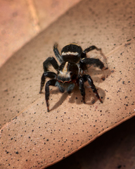 Saitis virgatus