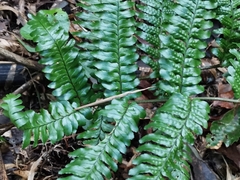 Dryopteris erythrosora
