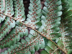 Dryopteris erythrosora