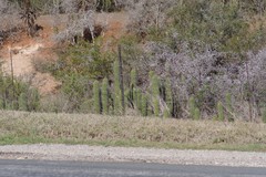 Trichocereus spachianus