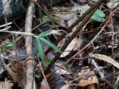 Dryopteris erythrosora