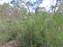 Prostanthera behriana