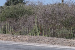 Trichocereus spachianus