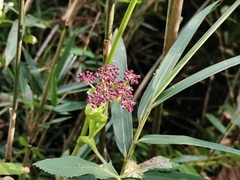 Angelica decursiva