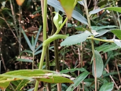 Angelica decursiva